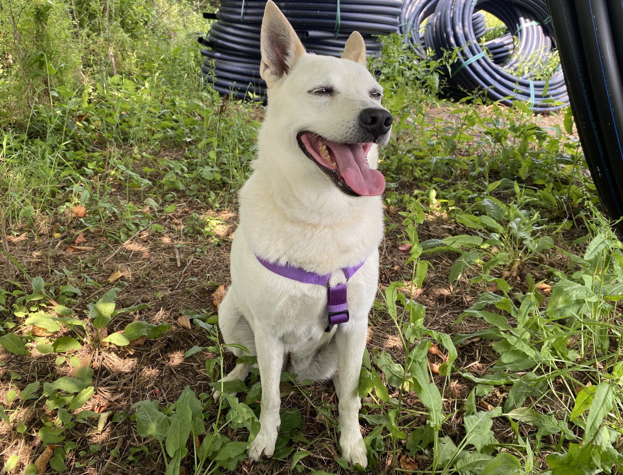 Zara - la Rinascita di un Cane Adottato