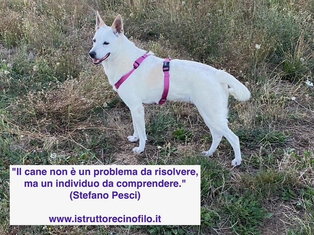 L'Arte di Comprendere il Cane: Dal "Problema" all'Individuo.
