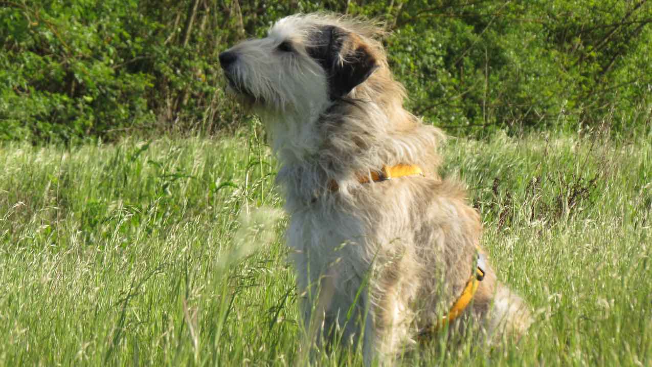 Oltre il comportamento del cane: la chimica della serenità
