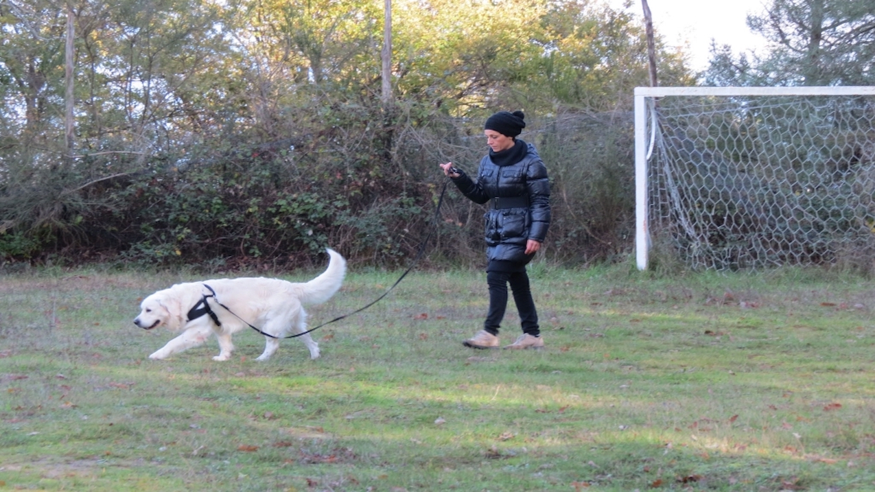 faq-garanzia-del-risultato-e-tempi-del-percorso-educativo-togetherdog