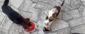 Cibo naturale e salutare per la consulenza alimentare gratuita per cane e gatto