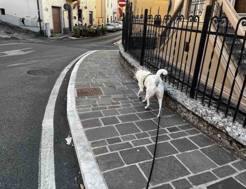 Iper-vigilanza e Resilienza canina: la straordinaria Evoluzione di Zara
