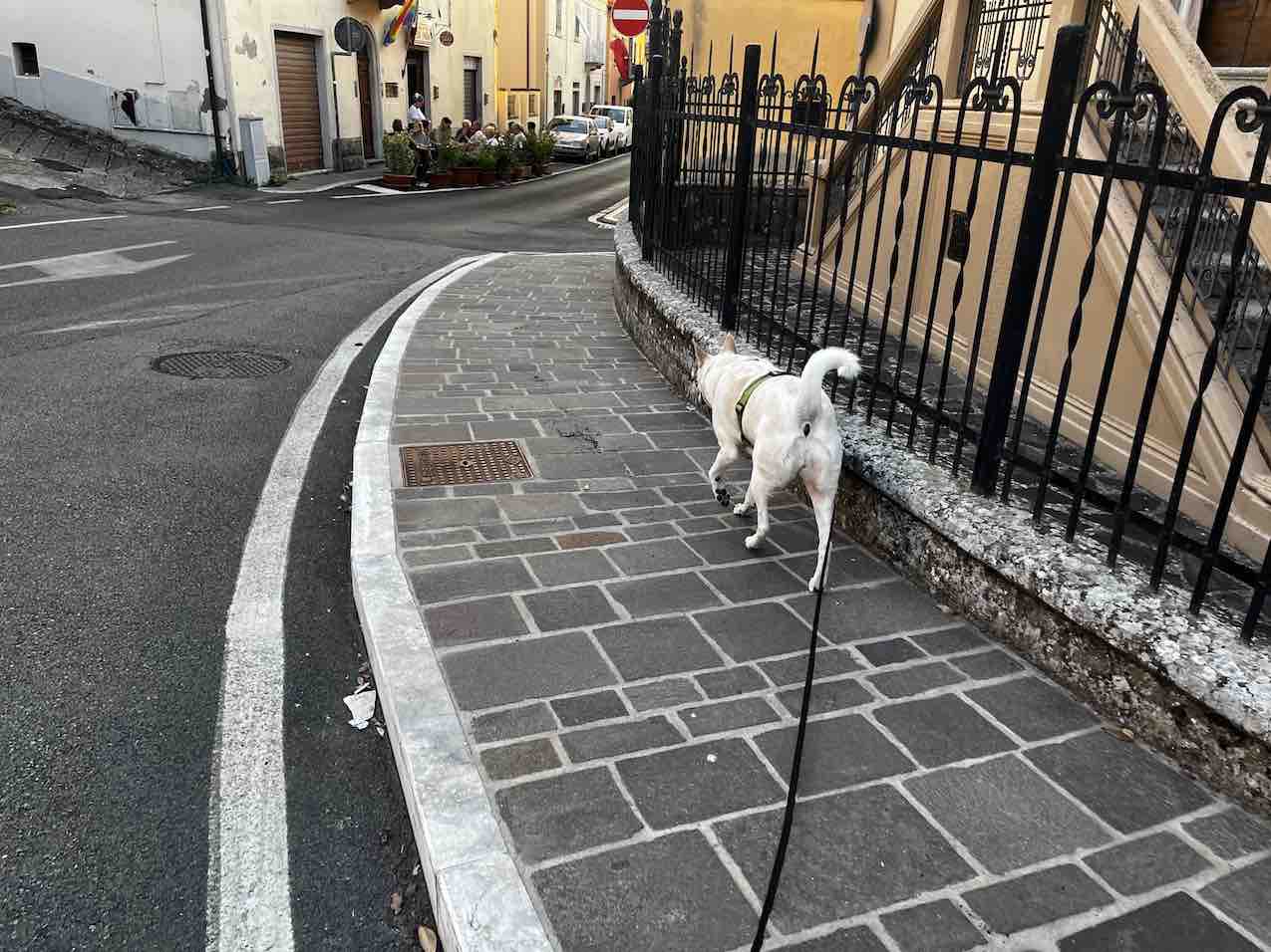 Iper-vigilanza e resilienza canina percorso con Stefano Pesci Istruttore Cinofilo Comportamentale
