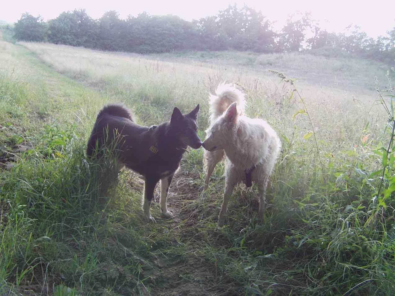 Bessy cane insegnante di Stefano Pesci con l’allieva Nuvola cane pastore Maremmano nella campagna del Valdarno