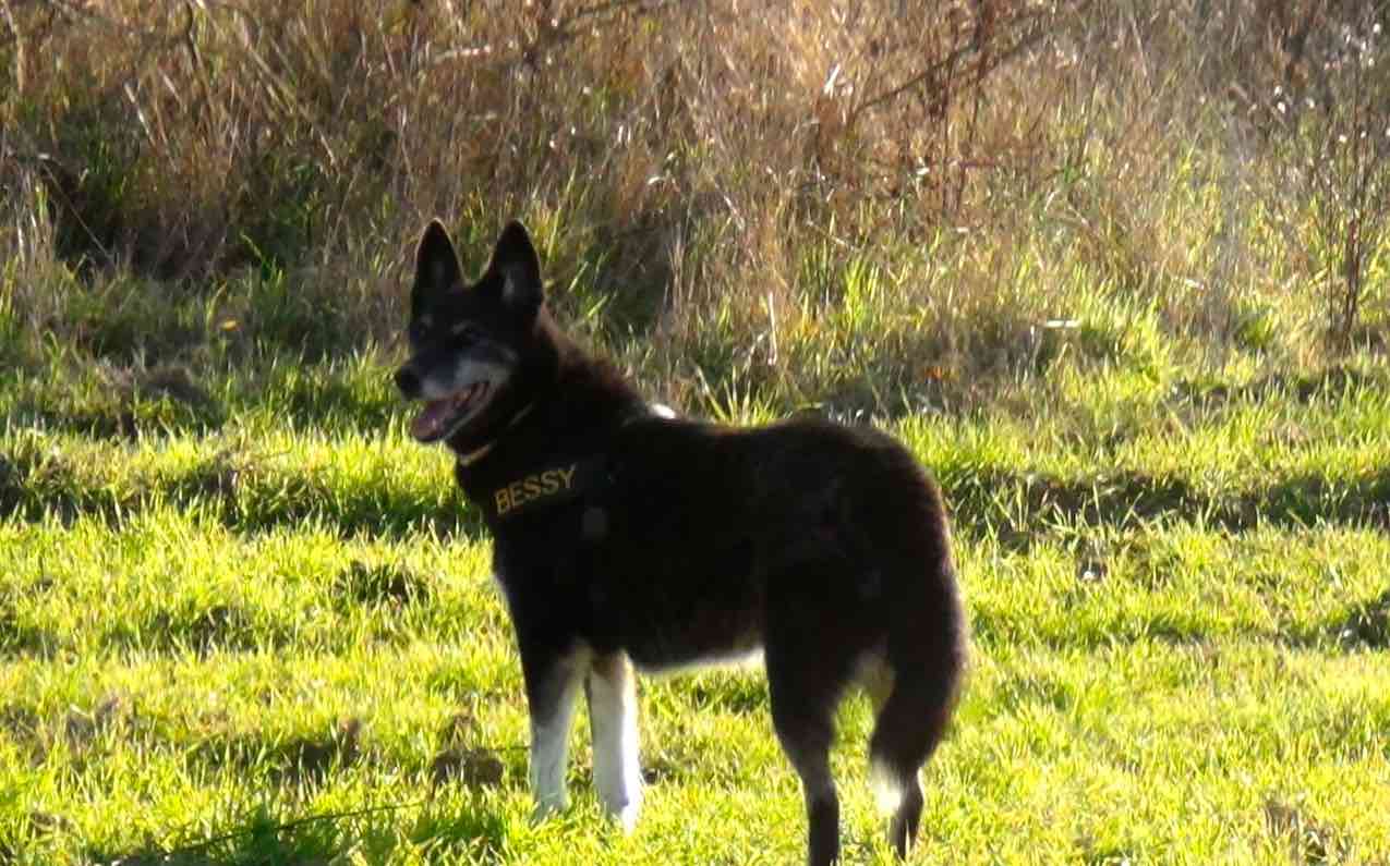 Bessy spirito libero cane di Stefano Pesci cane insegnante, di famiglia nella natura della campagna toscana zona valdarno