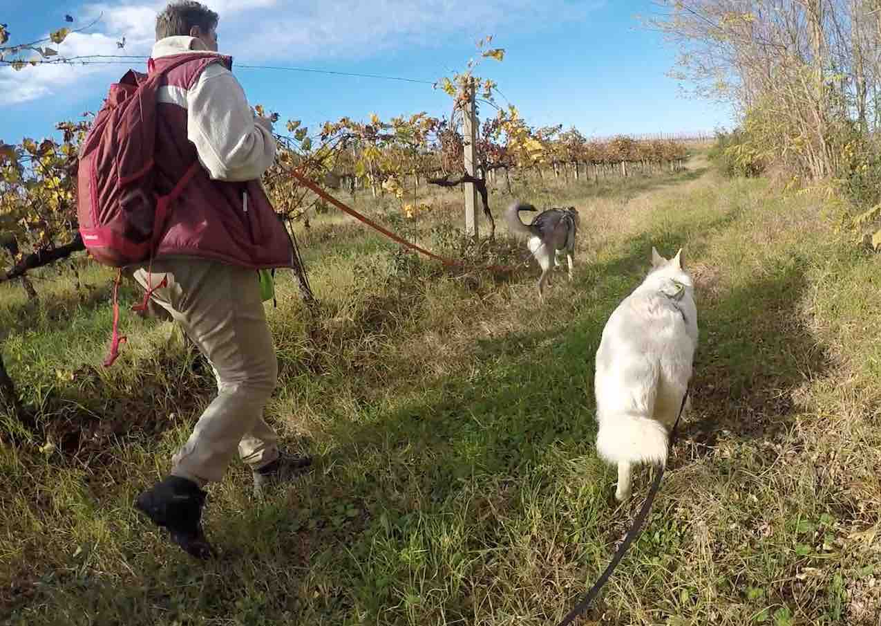 Cane reattivo al guinzaglio Valdarno Lupo Saarloos percorso con Stefano Pesci