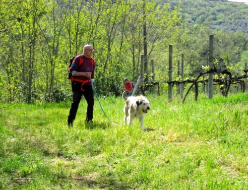Cane reattivo al guinzaglio in Valdarno: come ritrovare la calma