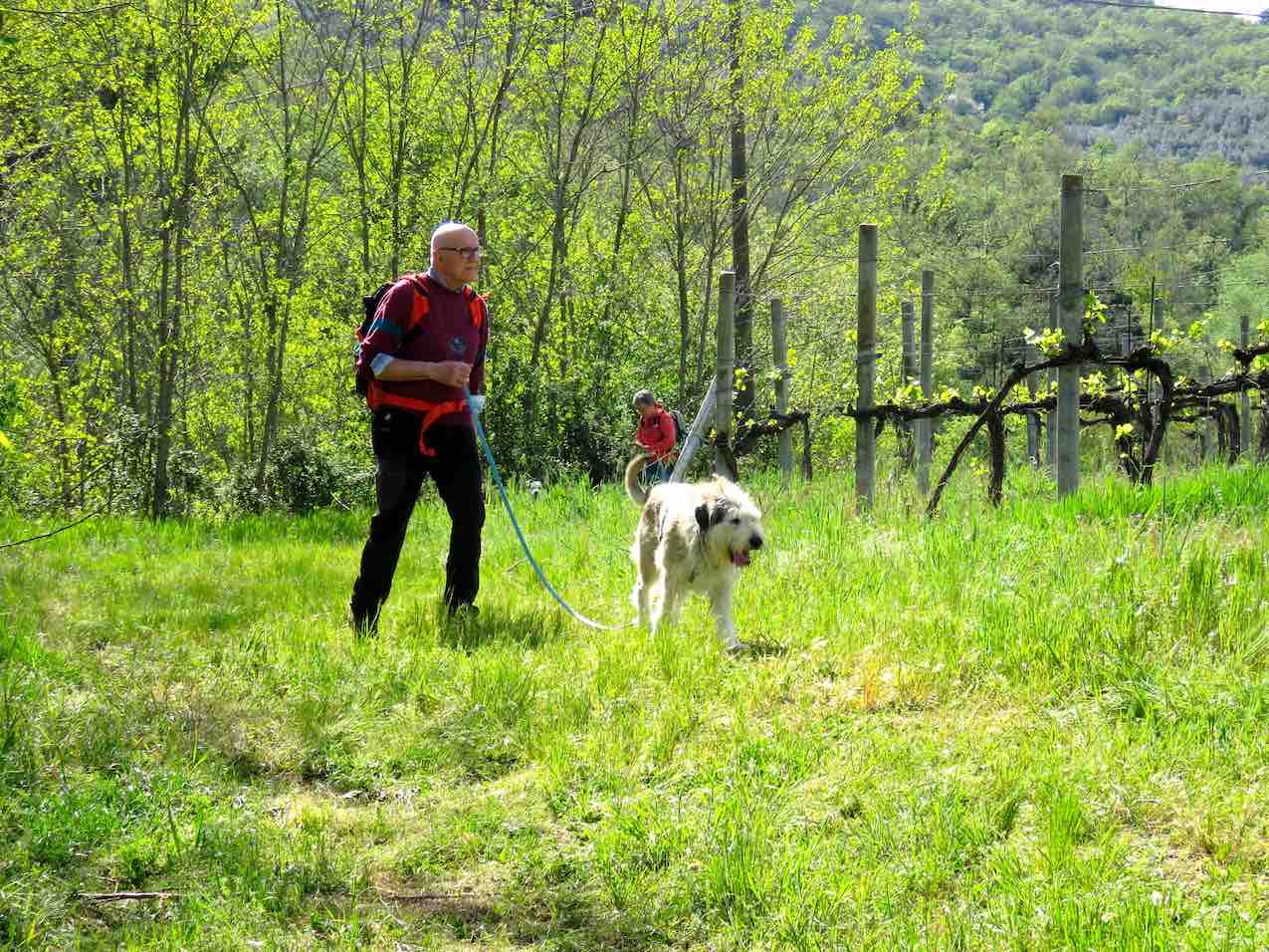 Cane reattivo al guinzaglio Valdarno percorso con Stefano Pesci
