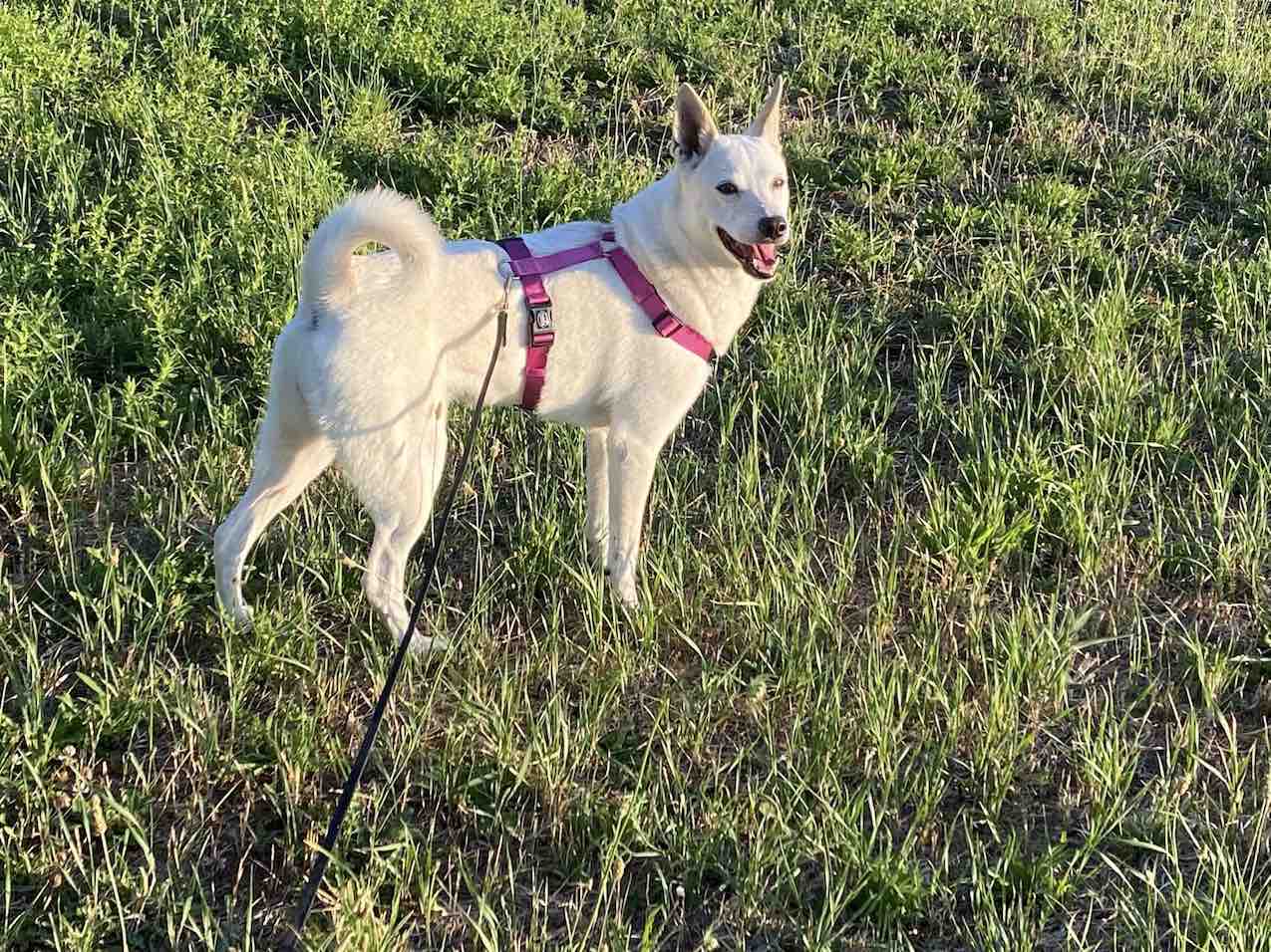 Gatto a 20 metri: come la mia Zara sceglie la calma con la guida di Stefano Pesci