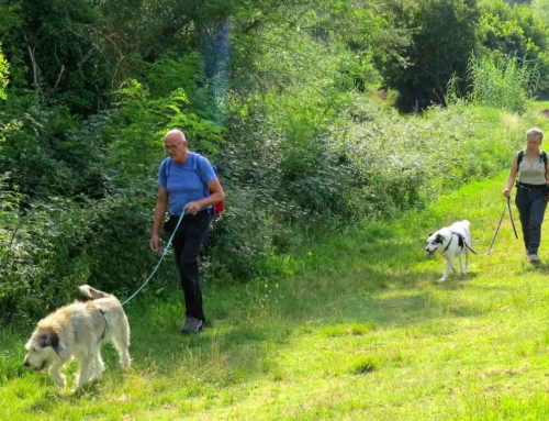 Il tuo cane tira al guinzaglio: cosa devi fare per ritrovare la calma in passeggiata?