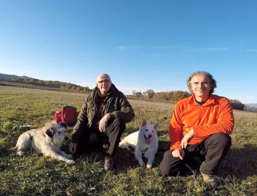 Indagine comportamentale cane fisiologia: la verità nascosta dietro i comportamenti disfunzionali