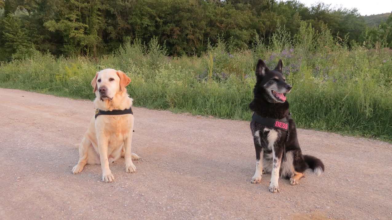Paco con Bessy coppia straordinaria: cani insegnanti, cani di Famiglia di Stefano Pesci