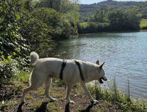 Un cane reattivo può davvero cambiare? La storia di Zara