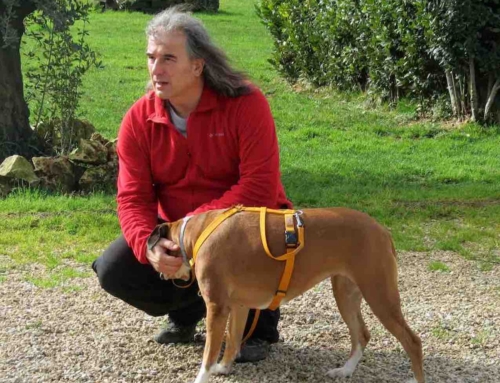 Comportamenti aggressivi del cane o reazioni da stress e cattiva gestione?