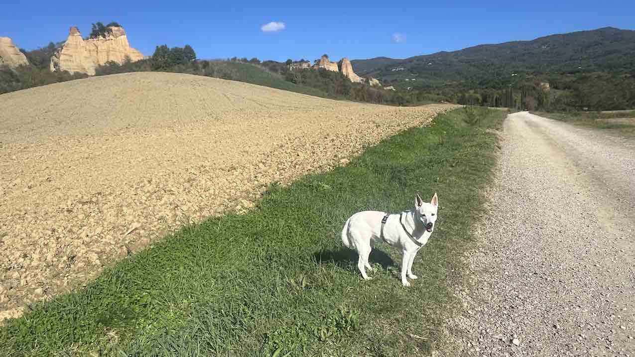 Risoluzione problemi comportamentali del cane con Metodo Evolutivo Togetherdog - Tel. 347 360 16 67