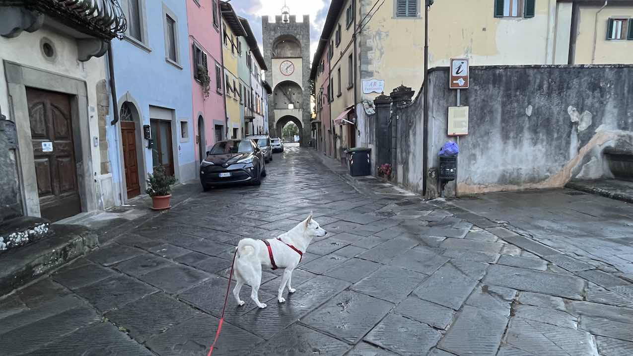 Consulenza Cinofila Comportamentale Togetherdog per tutti i cani a Castelfranco di Sopra e Piandiscò (AR)- Stefano Pesci Tel. 347 360 16 67