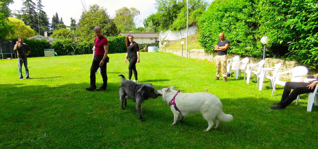 analisi dei problemi comportamentali del cane. StefanoPesci Istruttore Cinofilo Comportamentale