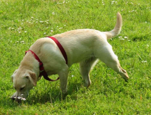 Cane che non ascolta: come comprendere e gestire le sue emozioni