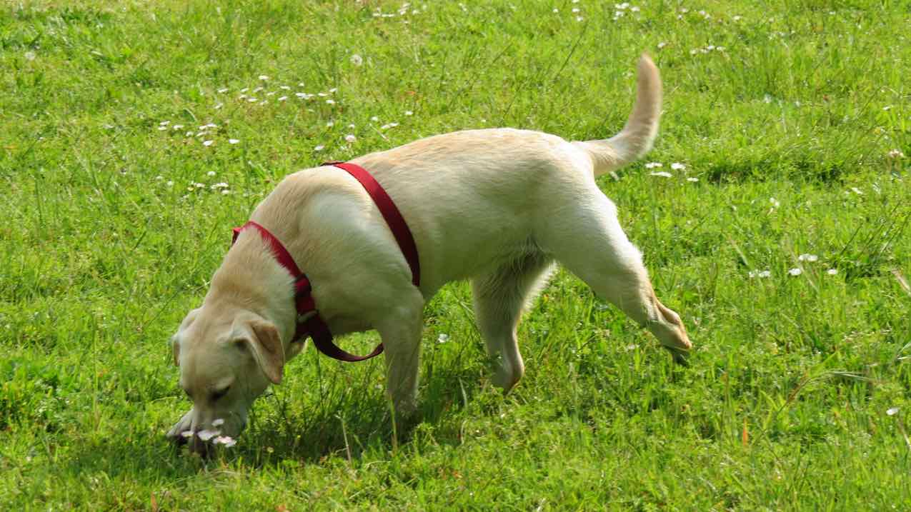 Cane che non ascolta chiama Stefano Pesci Istruttore Cinofilo Comportamentale