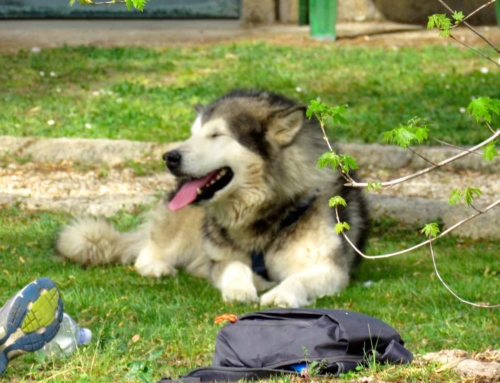 Comportamento del cane: la spia da ascoltare per aiutare davvero il tuo compagno