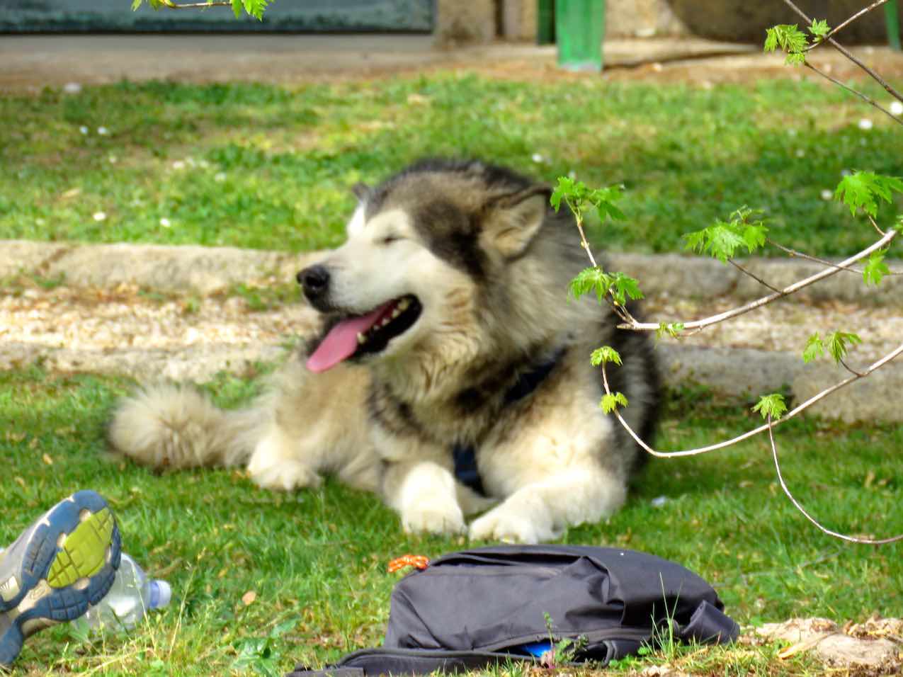 Comportamento del cane e comprensione del disagio con Stefano Pesci