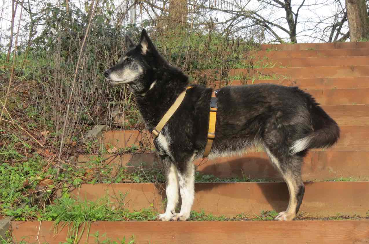 Note sull’autore Stefano Pesci - Bessy cane di Stefano Pesci Istruttore Educatore Cinofilo Comportamentale - Tel 3473601667