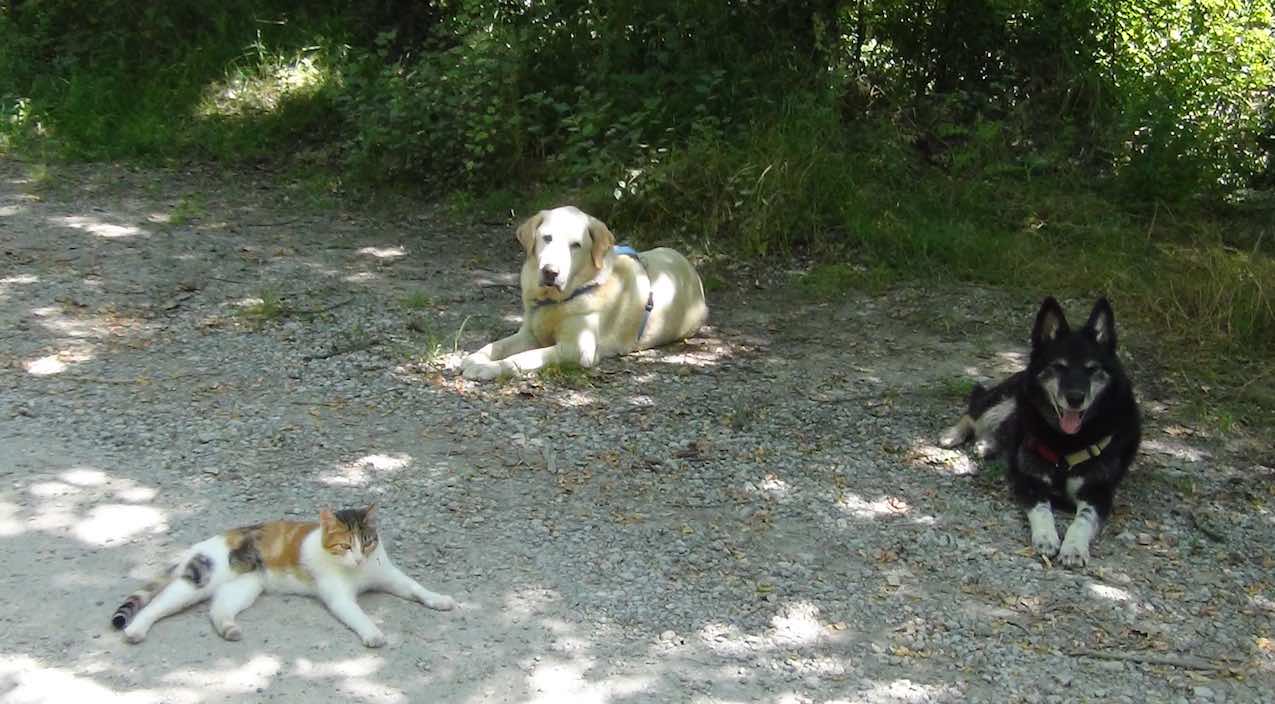 Note sull’autore Stefano Pesci - Paco Bessy Micia cani e gatta di Stefano Pesci Istruttore Educatore Cinofilo Comportamentale - Tel 3473601667