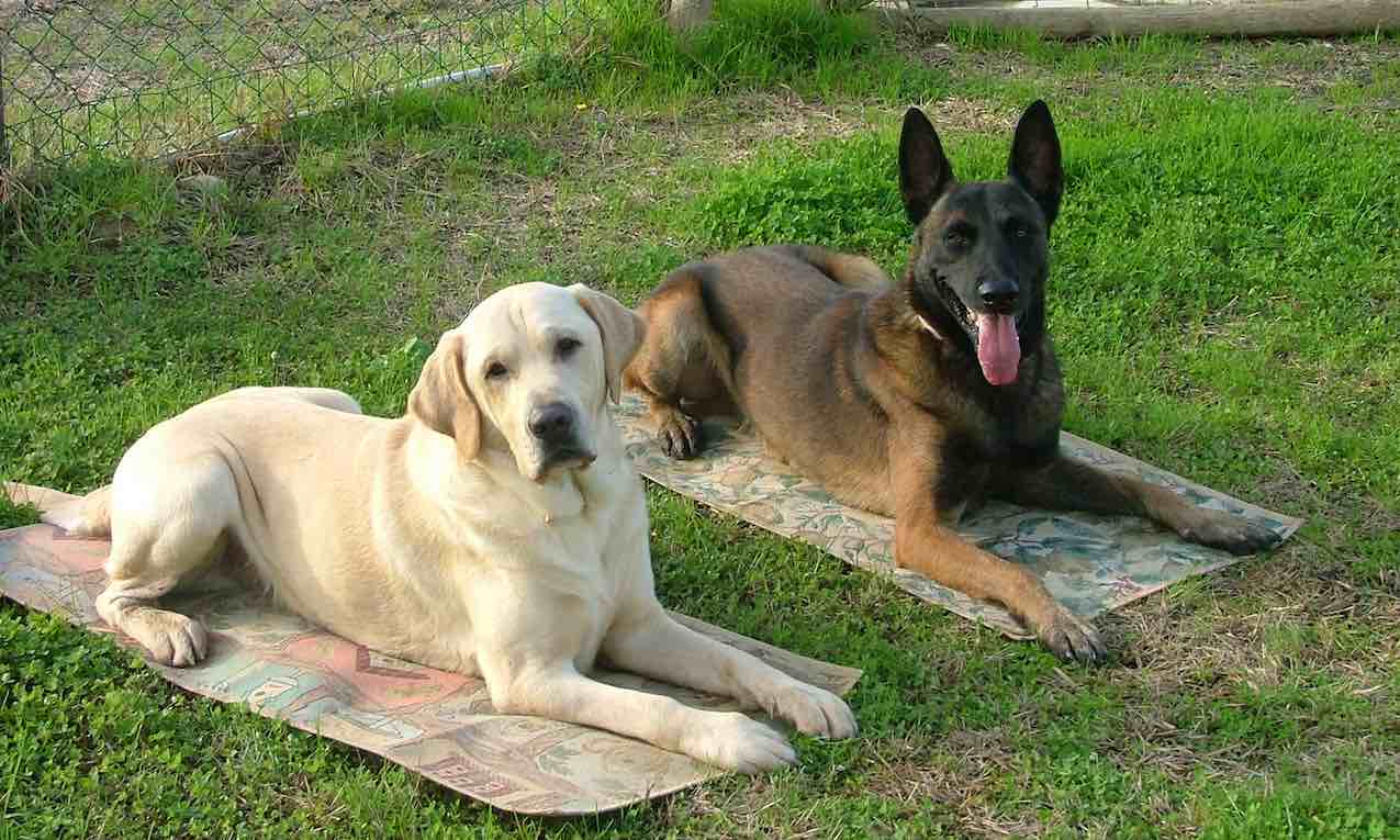 Note sull’autore Stefano Pesci - Paco e Renoir cani di Stefano Pesci Istruttore Educatore Cinofilo Comportamentale - Tel 3473601667