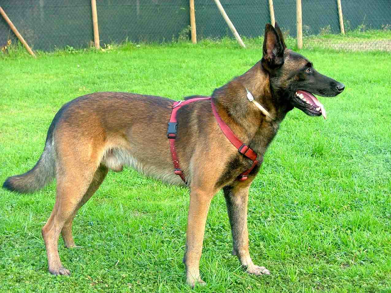 Cane Renoir Note sull’autore Stefano Pesci - Stefano Pesci Istruttore Educatore Cinofilo Comportamentale - Tel 3473601667