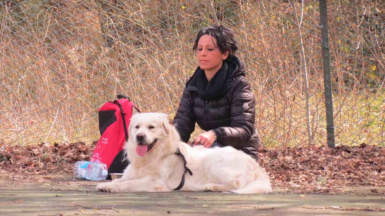 Percorso individuale cane: perché evitare le palline e i corsi di gruppo. Istruttore CinofiloComportamentale Stefano Pesci