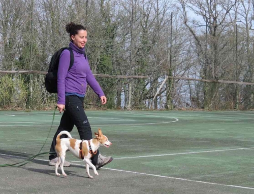 Percorso individuale cane: perché evitare le palline e i corsi di gruppo