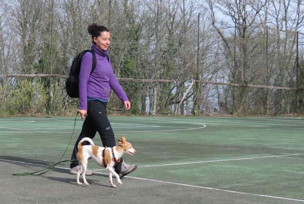Percorso individuale cane: perché evitare le palline e i corsi di gruppo. Istruttore Stefano Pesci