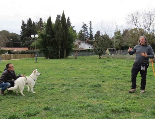Problemi comportamentali relazione persona cane:soluzione metodo Togetherdog