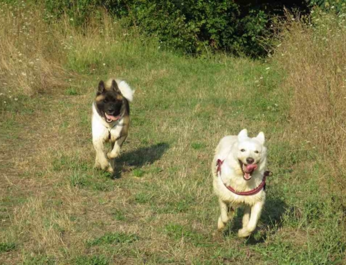 Richiamo del cane: come costruire una risposta spontanea e serena