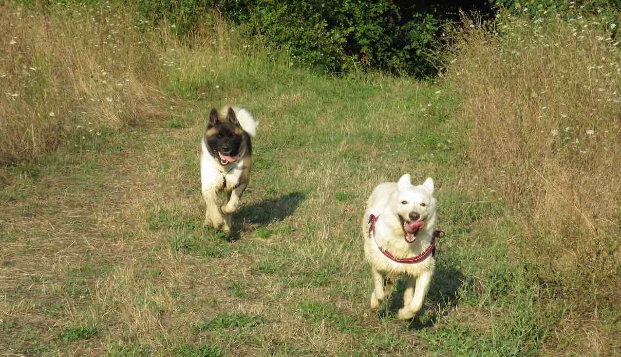 richiamo del cane: contatta Stefano Pesci Istruttore Cinofilo Comportamentale