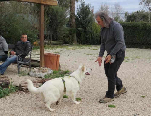 Problemi comportamentali del cane: a chi rivolgersi per davvero?
