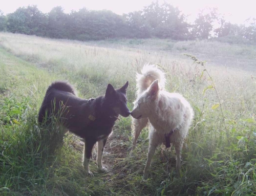 Studio ogni giorno il cane per comprenderlo nella sua unicità
