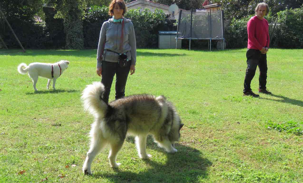 studio ogni giorno il cane - Osservazione di 2 cani -Stefano Pesci Istruttore Educatore Cinofilo Comportamentale - Tel 3473601667
