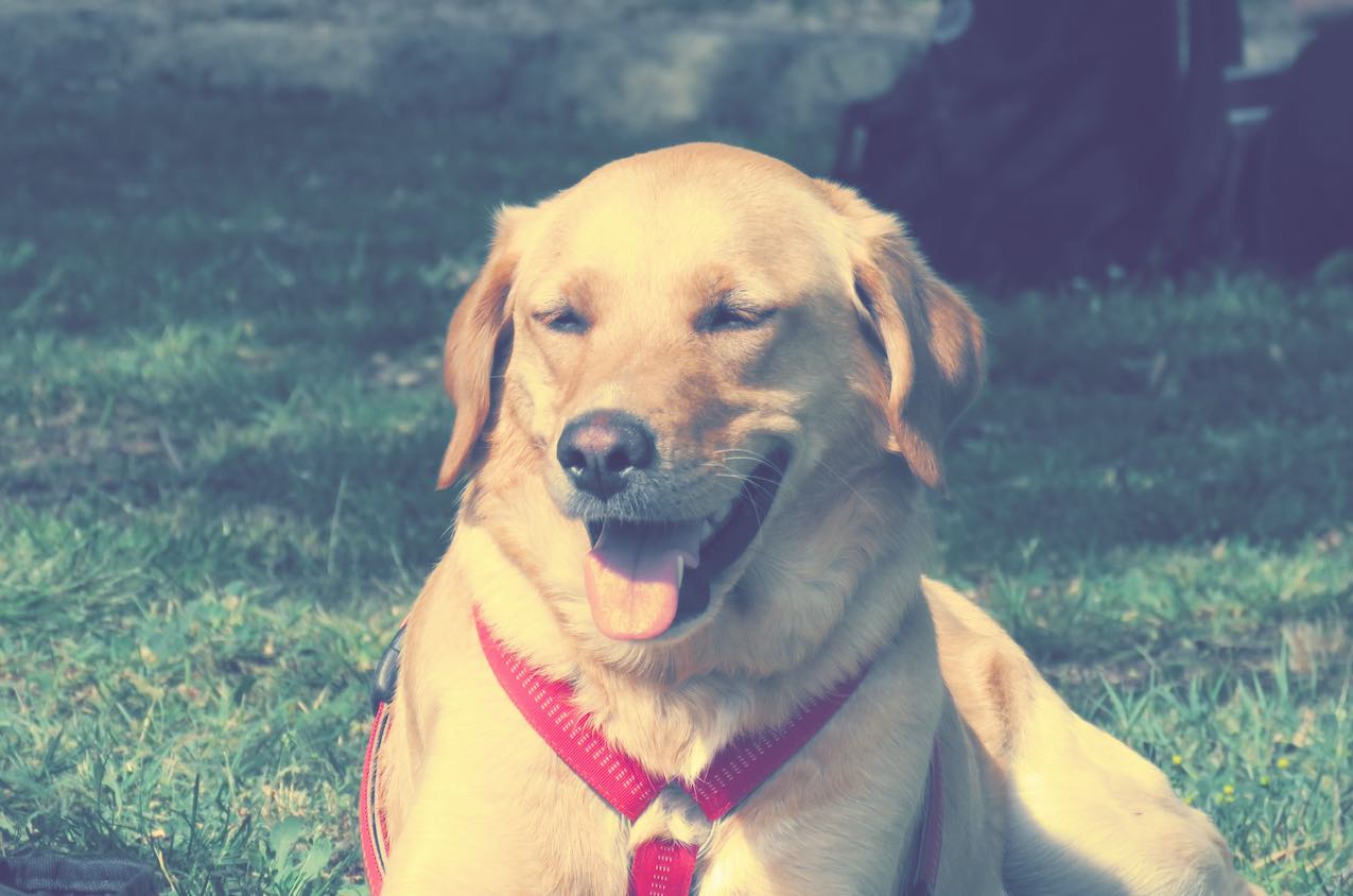 Cane tipo Labrador Togetherdog Incontri individuali sartoriali persona cane con Istruttore Cinofilo Comportamentale Stefano Pesci